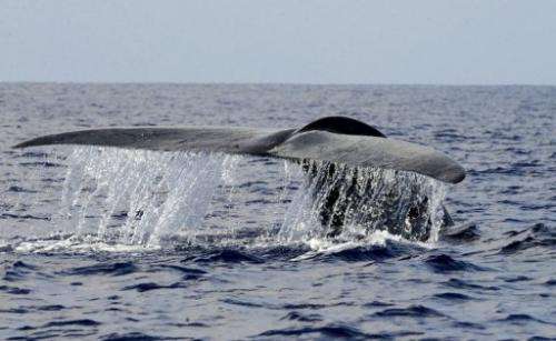 Scientists are delving deep into the travels of whales—thanks to high-tech tracking devices