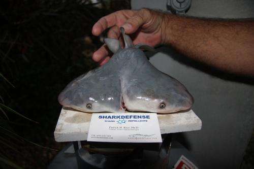 Scientists confirm first two-headed bull shark