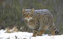Scientists identify essential wildcat habitat