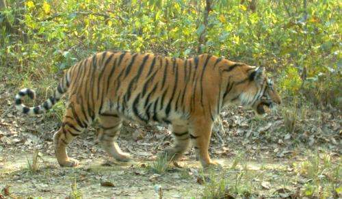 Scientists put attitudes toward tigers on the map