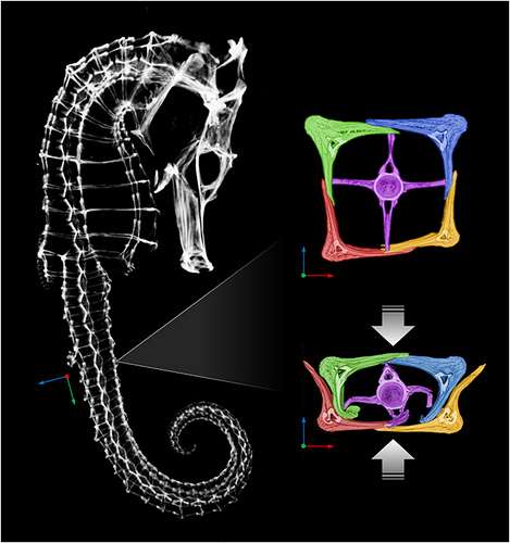 Seahorse's armor gives engineers insight into robotics designs
