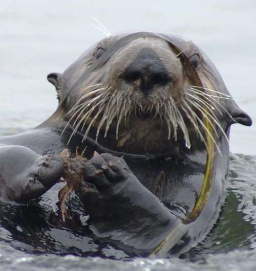 Sea otters promote recovery of seagrass beds