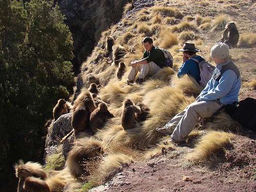 Secret rendezvous: Geladas conceal monkeying around from leader males