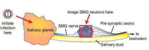 Shingles symptoms may be caused by neuronal short circuit