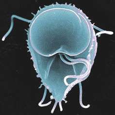 Six human parasites you definitely don’t want to host