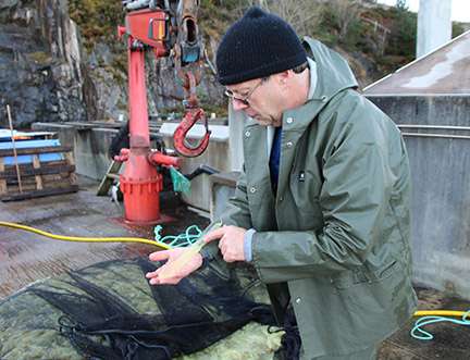 Slimy tunicates may be worth billions