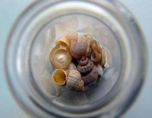 Snails signal a humid Mediterranean