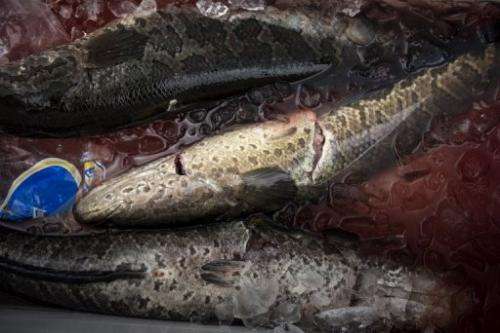 Snakehead fish are seen in a cooler during the Potomac Snakehead Tournament in Marbury, Maryland, on June 30, 2013