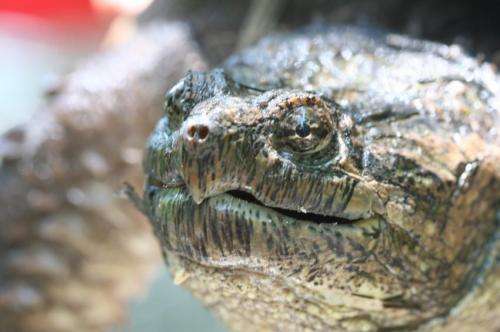 Snapping turtles finding refuge in urban areas while habitats are being polluted