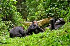 Social networks could help prevent disease outbreaks in endangered chimpanzees