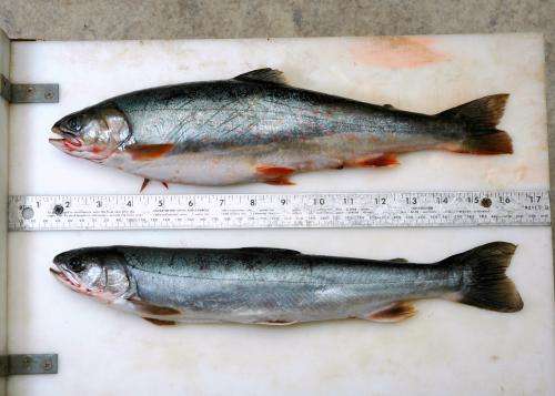 Some Alaskan trout use flexible guts for the ultimate binge diet