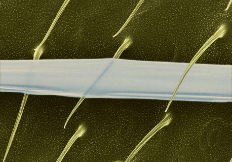 Spider's super-thin ribbons key to silk tech