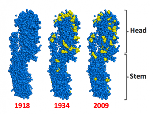 Stanford researchers take a step toward developing a 'universal' flu vaccine