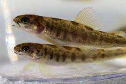 Sterile farmed salmon can reduce genetic impact on wild fish