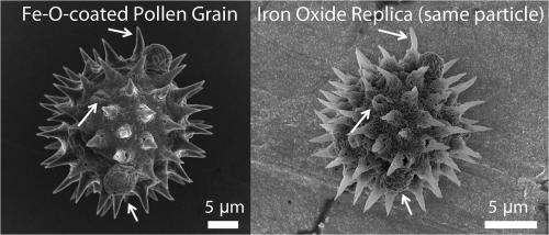 Sticky business: Magnetic pollen replicas offer multimodal adhesion