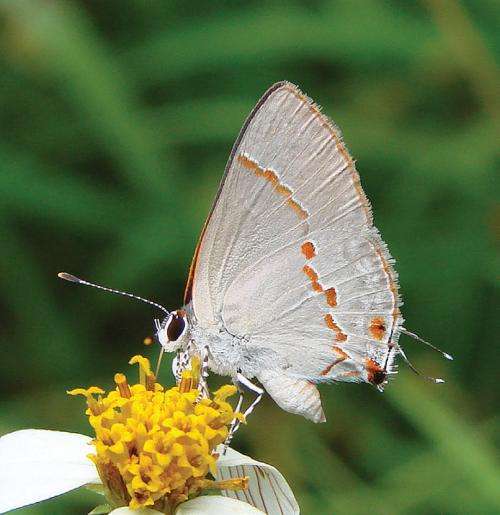 Striking green-eyed butterfly discovered in the United States