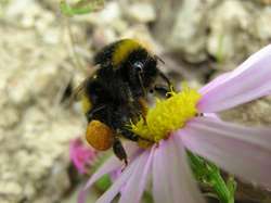 Studies Find Wild Bees and Insects Essential to Food Security
