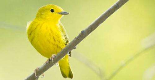 Study documents effects of road noises on migratory birds