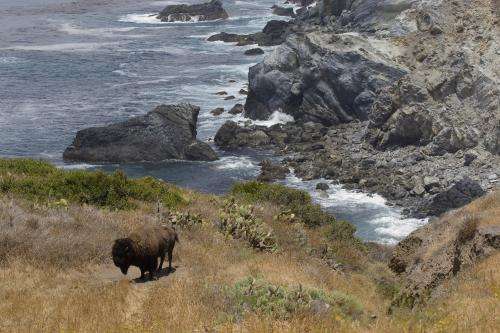 Study finds Catalina Island Conservancy contraception program effectively manages bison population
