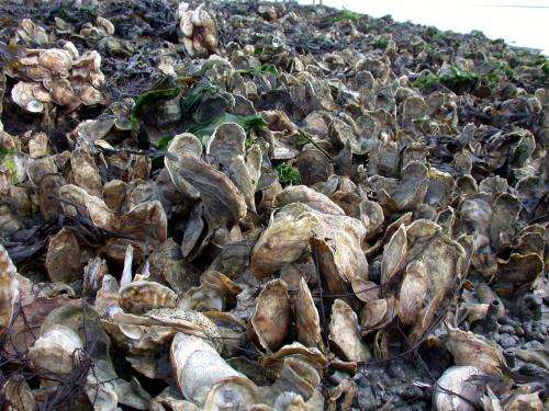 Study highlights under-appreciated benefit of oyster restoration