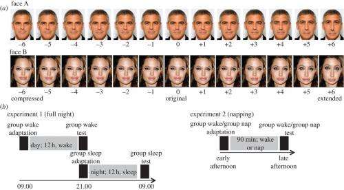 Study indicates visual adaptation enhanced by sleep and may be tied to memory
