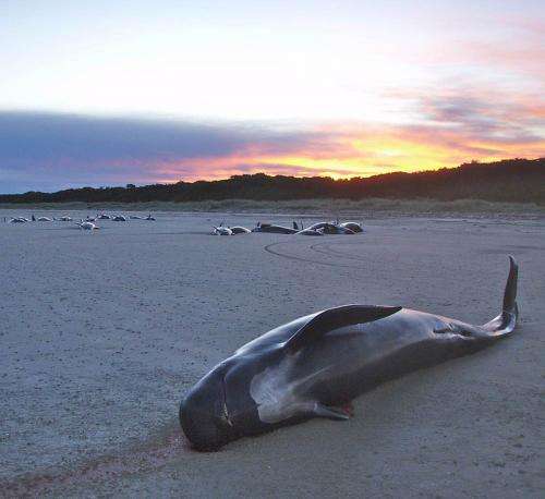 Study questions the role of kinship in mass strandings of pilot whales