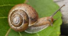 Study uncovers the secret lives of UK garden snail
