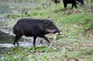 Sushi for peccaries?