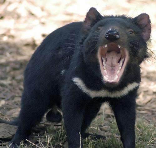 Tasmanian devils: Will rare infectious cancer lead to their extinction?