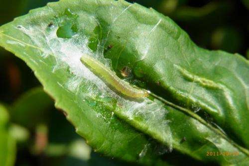 Temperature alters population dynamics of common plant pests
