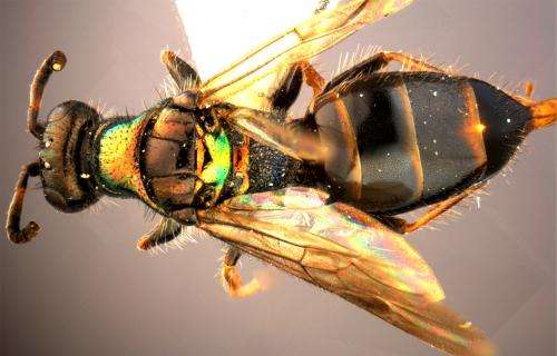 The colors of nature: 9 beautiful new wasp species from China