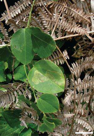 The exciting life cycle of a new Brazilian leaf miner