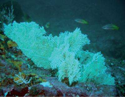 The Gorgons of the eastern Pacific: scientists describe 2 new gorgonian soft coral species