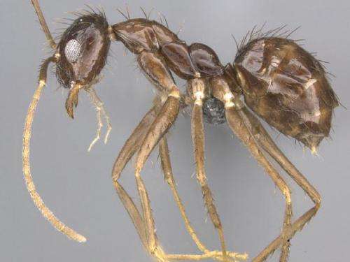 The most widespread ant and its new relative: A revision of the genus Paratrechina