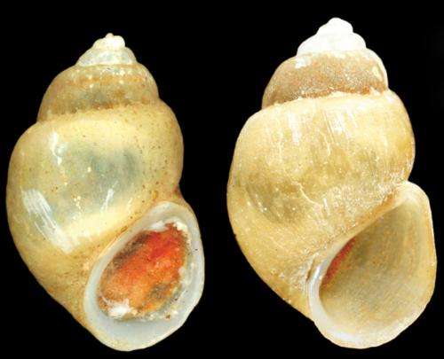 The splendid Skadar Lake (Montenegro and Albania), surprises with new species of snails