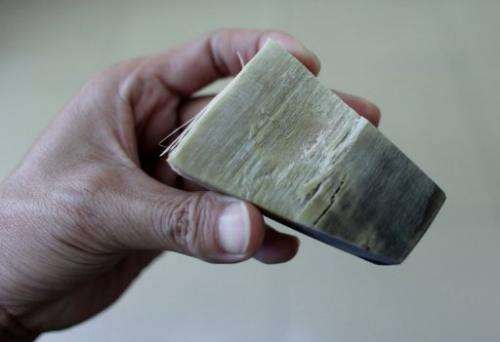 This file photo shows a man showing a piece of rhino horn, pictured in Hanoi, on April 24, 2012