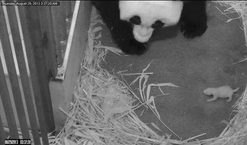 This image taken from the PandaCam and released by the Smithsonian's National Zoo in Washington, DC, on August 29, 2013, shows g