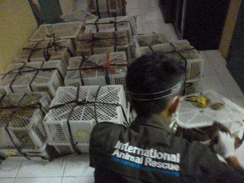 This photo, received from International Animal Rescue Indonesia on November 15, 2013, shows a government official checking on sh