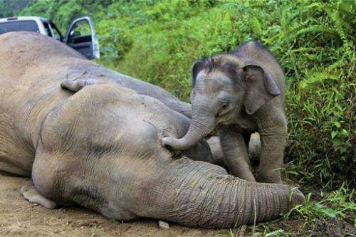 This photo taken on January 29, 2013 shows a baby elephant staying close to a dead pygmy elephant
