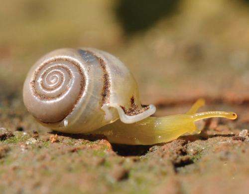 Tiny colorful snails are in danger of extinction with vanishing limestone ecosystems