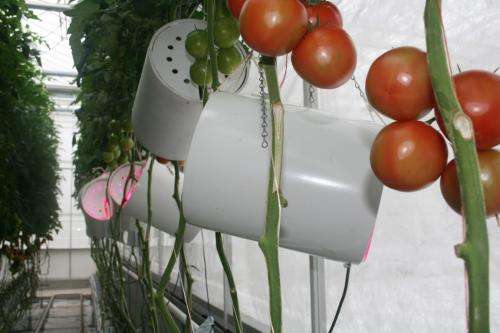 Tomatoes with extra vitamin C via LED lamps