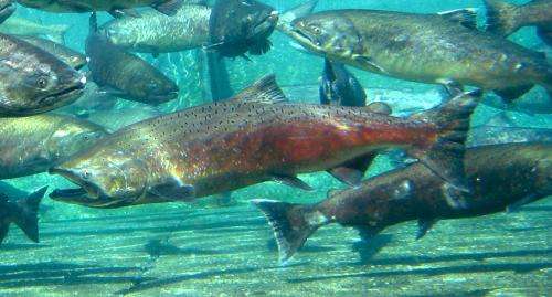Tracking young salmon's first moves in the ocean