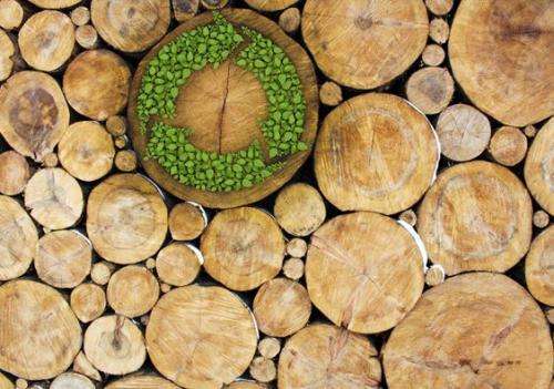 Transportation fuels from woody biomass promising way to reduce emissions