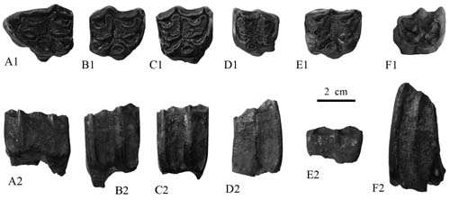 Two Miocene Hipparion species identified from Shihuiba locality of Lufeng, Yunnan, China