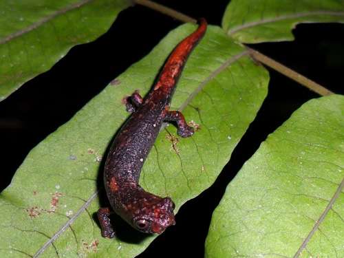 Two new salamander species discovered by Colombian researchers