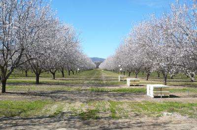 Two new studies show why biodiversity is important for pollination services in California almond