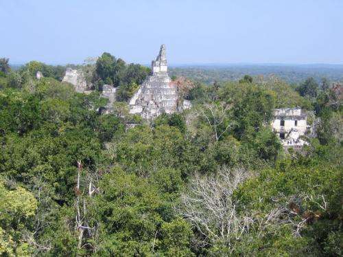 UAH team searches treetops for Maya secrets