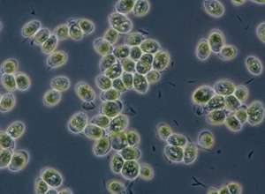Ultrasound to improve algae harvest