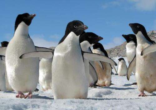 Undated handout photo shows Adelie penguins in Antarctica