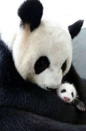 Undated photo released by the Taipei City Zoo on August 13, 2013 shows giant panda Yuan Yuan hugging her baby Yuan Zai